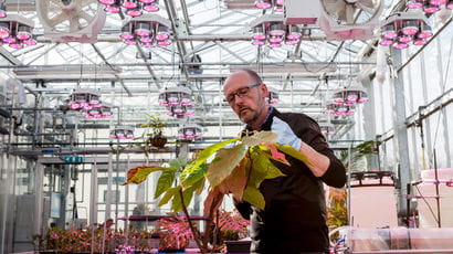 Envirotron greenhouse on Frenchay campus