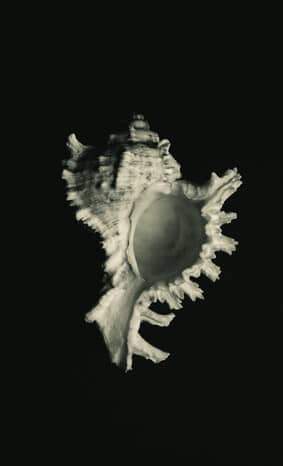 'Solacia's Shell' by Heather Cronin.