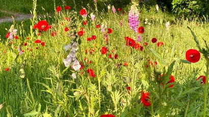 Wild flowers on UWE campus