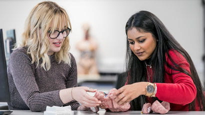 Students working on a model of a brain.