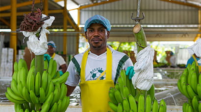 Fairtrade producer handling bananas in a warehouse