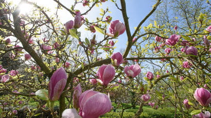 Tree in bloom on campus representing biodiversity and the environment