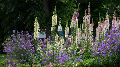 Beautiful flowers and plants at Glenside campus