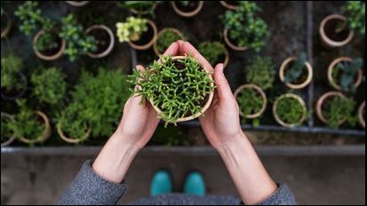 Woman holding green plant in her hands