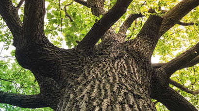 Low angle shot of a tree