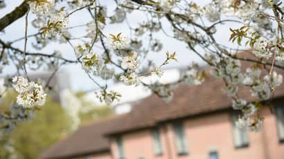 A tree in blossom on campus