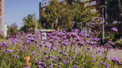 Photo of biodiverse planting on Frenchay Campus, overlooking the Student Village.