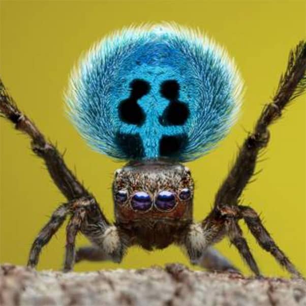 Close up of a spider with a bright blue body.