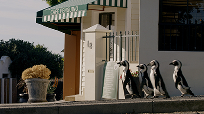 Penguins walking on a pavement next to a café.