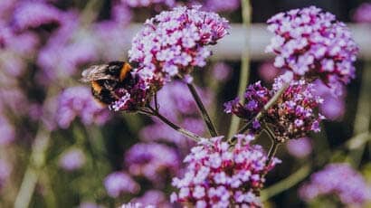 close up of a bee on a flower