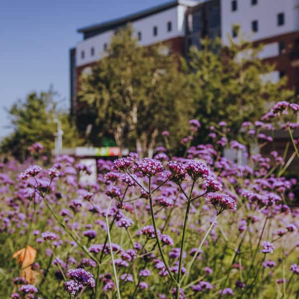 Purple wild flowers on Frenchay Campus.