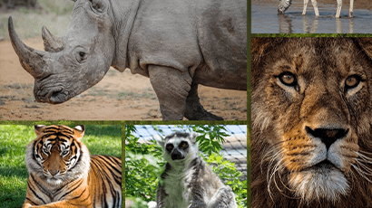 Bristol Zoo Wildplace poster featuring wild animals such as a rhino, tiger, lemur and lion.