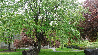 Nature view on Glenside Campus