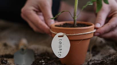 A tomato plant in a pot 
