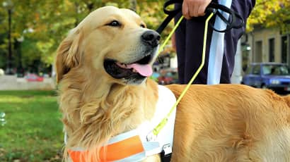 A happy guide dog