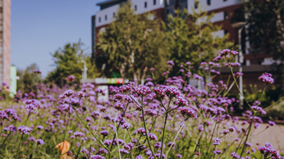 Wild flowers on university campus