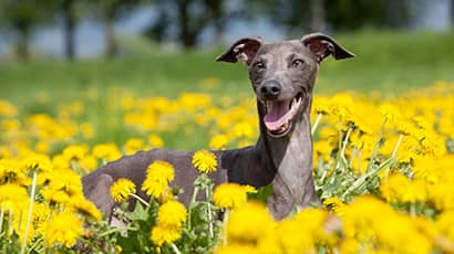 A brown greyhound dog sitting in a field of yellow flowers