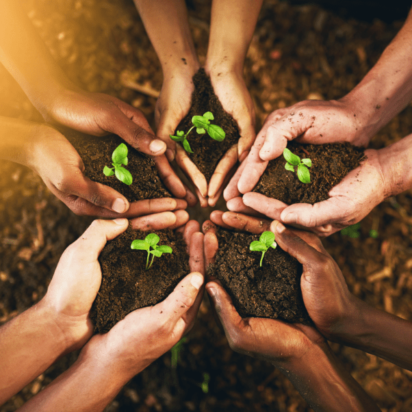 Five sets of hands forming a flower shape in the soil around small sprouting plants.