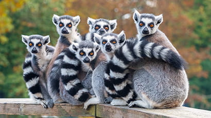 A group of ringtail lemurs huddled together on a railing