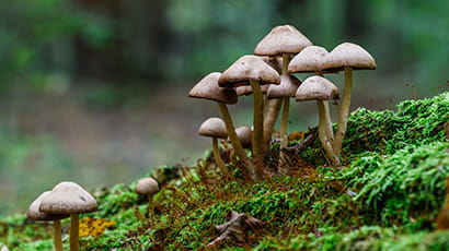 Mushrooms growing on a moss covered forest floor