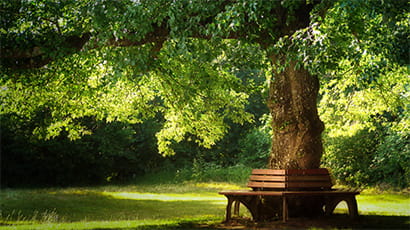 Image of a bench encircling the base of a large leafy tree in a shaded spot within a grassy area.