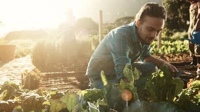 A group of people tending to vegetables growing in a garden.