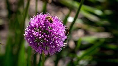 Two bees on a flower