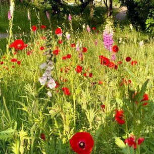 Lush garden filled with wild flowers.