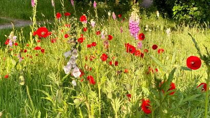 Lush garden filled with wild flowers.