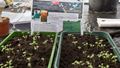 Little plants growing in The Envirotron greenhouse