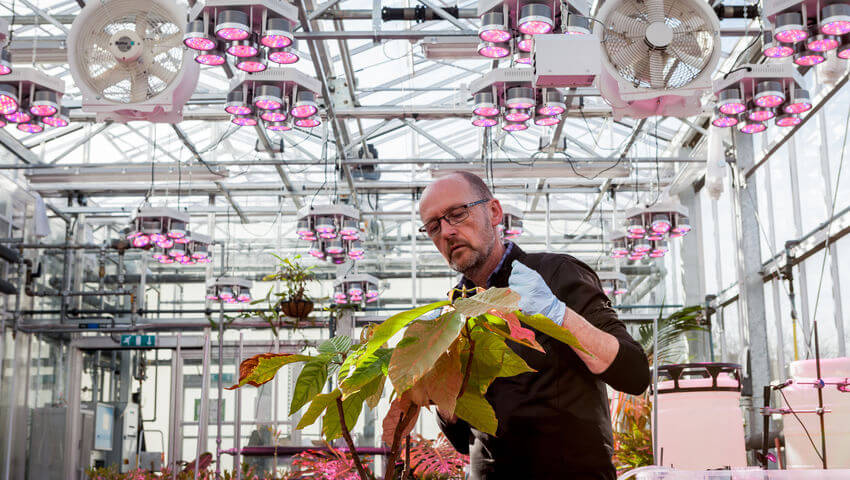 Man looking at plant