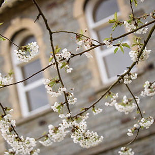 Closeup of blossom against accommodation