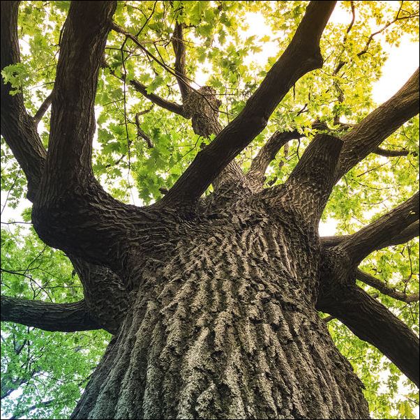 A tree and sunshine