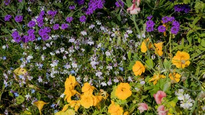 Close up of a flower bed