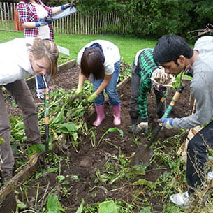 A group of a people digging in a community garden