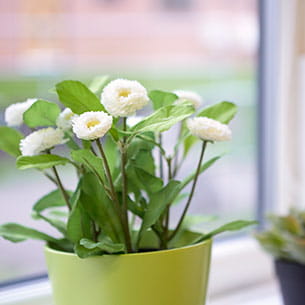 Two plants on a windowsill