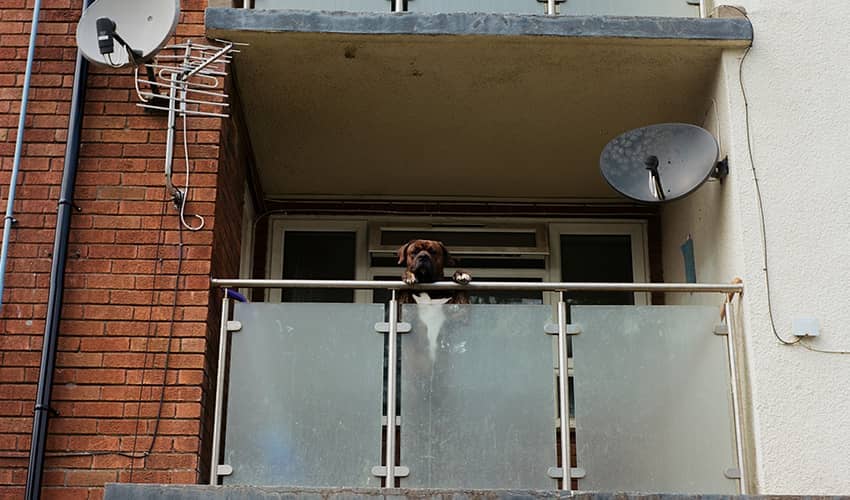 A brown dog stands on its hind legs to look over the side of a balcony of some flats. 