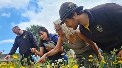 A group of people outside leaning over a patch of wildflowers pointing to different flowers. 