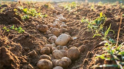 A pile of freshly grown potatoes lying on top of soil in a field