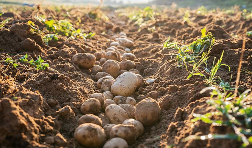 A pile of freshly grown potatoes lying on top of soil in a field