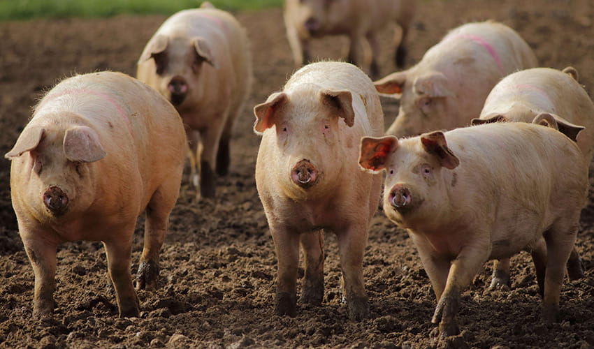 A small herd of pigs are standing and walking on a muddy field outdoors, with several pigs facing the camera.