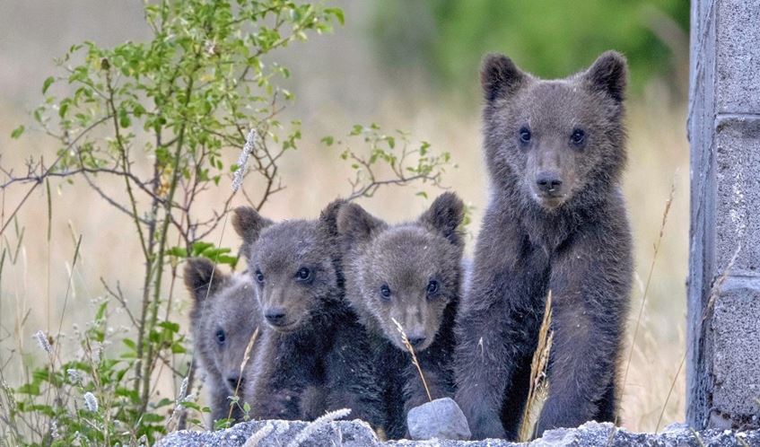 A bear and three cubs on a rock