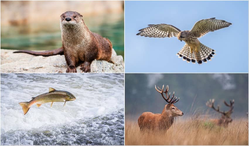 A collage image of four photos showing an otter, a kestral, a salmon and a red deer