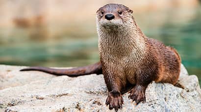 An otter perched on a rock, with water in the background