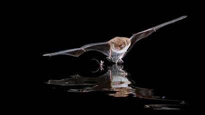 A bat swooping in on a small insect on the water in the darkness