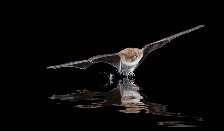 A bat swooping in on a small insect on the water in the darkness