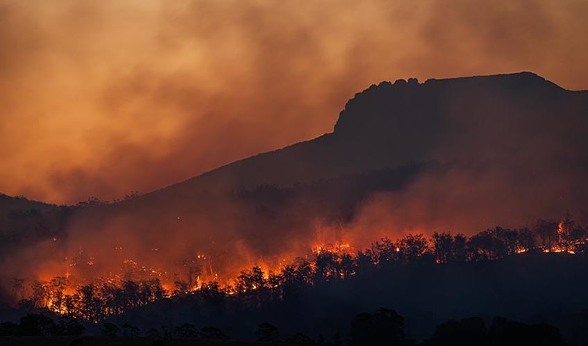 Forest fire