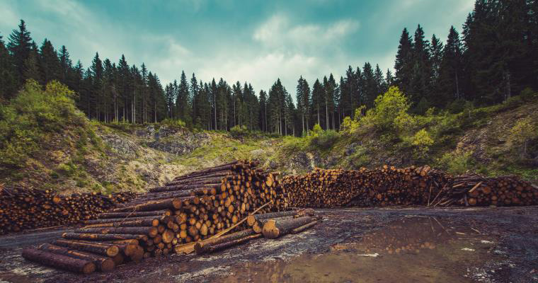 An image of a clearing in a forest with piles of logs.