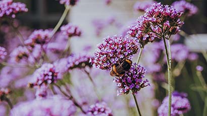 Close up image of a bee clinging to a purple flower, with other purple flowers blurred out in the background