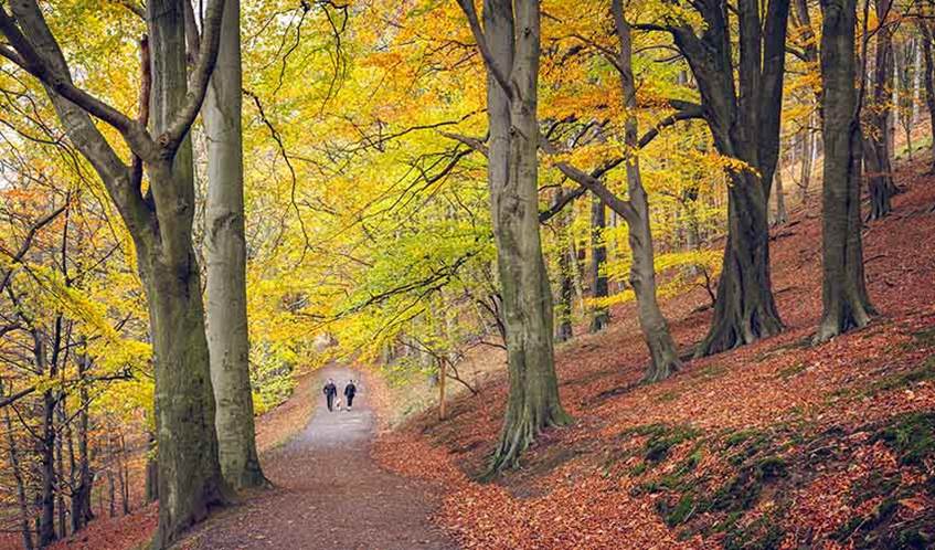 Two people walking along a path in a woodland during autumn